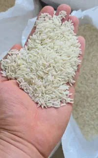 برنج هاشمی تازه