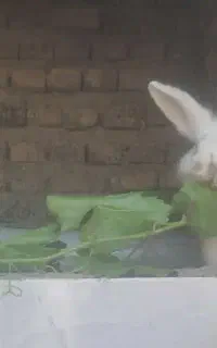 خرگوش خونگی واکسن زده
