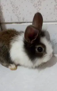 خرگوش آروم وزیبا