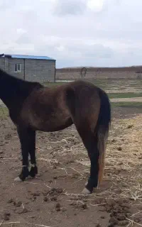 اسب