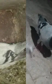 مجسمه کفتر