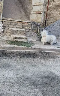 نر و ماده