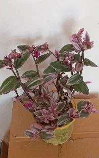 گلهای بهاری