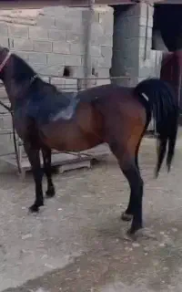 مادیون