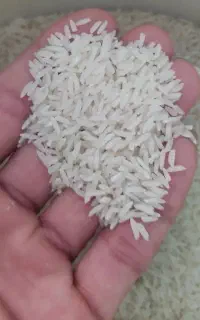 ۴۰کیلوبرنج هاشمی دم زرد