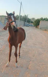 فروش ی عدد کره اسب