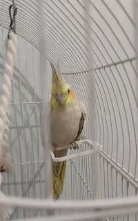 عروس هلندی