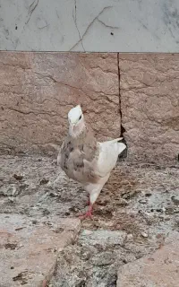 یه بوم طوقی