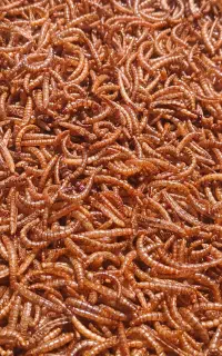 میلورم خوشک و زنده درجه یک