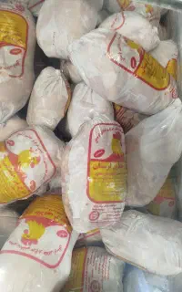 مرغ یخی افق کوروش کندوان ۲۶۰