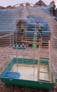 قفس
