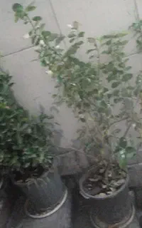 گل شمشاد