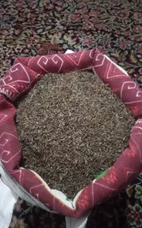 زیره سیاه کوهی