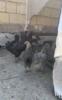 4تا مرغ رسمی