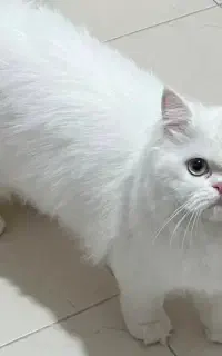 گربه برای واگذاری