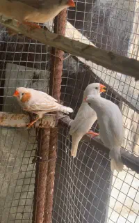 فنج اورنج