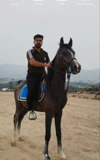 اسب
