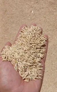 جو‌درجه یک