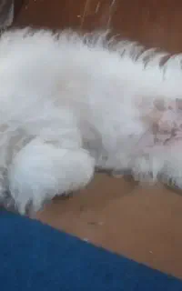 سگ پاکوتاه شیتزو