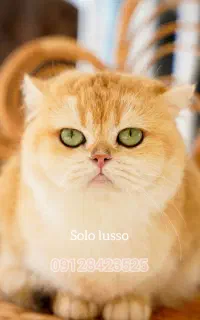 بریتیش کمیاب