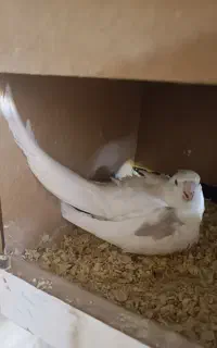 عروس هلندی دوکت