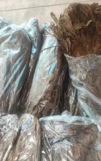 برگ درخچه تندلنکه ایی