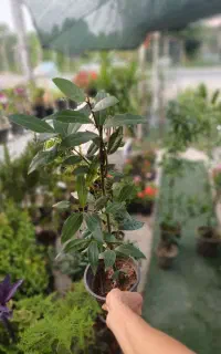 گیاه کاربردی و زیبای برگ بو