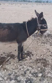 الاغ(خر)