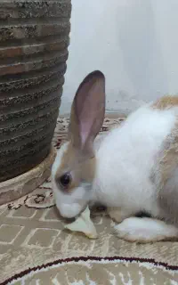 خرگوش