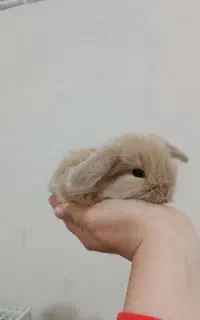خرگوش لوپی اصیل