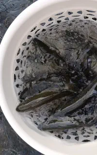 فروش ماهی قزل الای نژاد فرانسوی