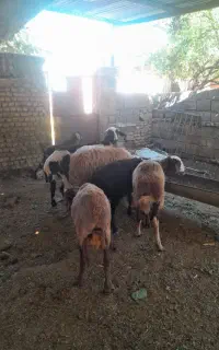 نر بره پای پلوار گوسفند داشتی