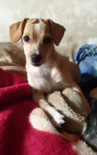 سگ پاکوتاه