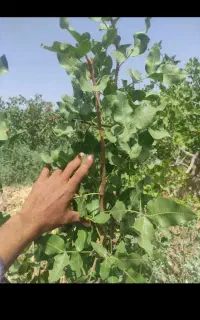 فروش پیوندک