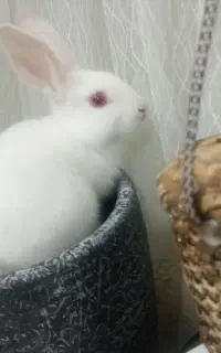 خرگوش