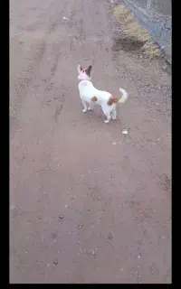 سگ پاکوتاه ماده