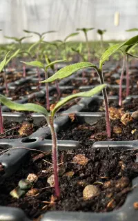 شراکت درکاشت  نخود