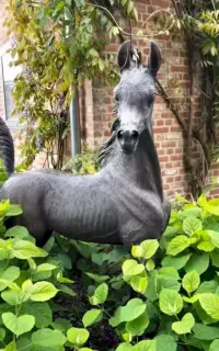 جابجای اسب