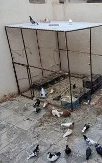قفس کفتر و مرغ
