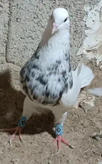 فروش طوقی