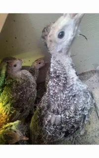 جوحه بوقلمون یک ماهه