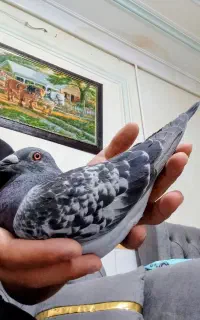 مسا.فت.ی