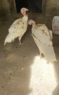 دو عدد بوقلمون نر و ماده یکساله به فروش می رسد