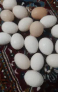 جارو برقی ناسیونال نیم سوز