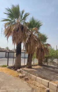 سه عددنخل تزیینی ویلایی یا درخت پالم