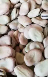 باقله درجه یک ۲۸۰  در حد ۳۰۰کیلو
