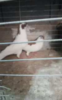 کفتر
