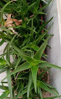 گل های زیبا