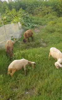 ۴ عدد گوسفند ورزشکار