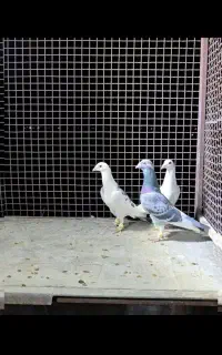 کفتر عتیقه